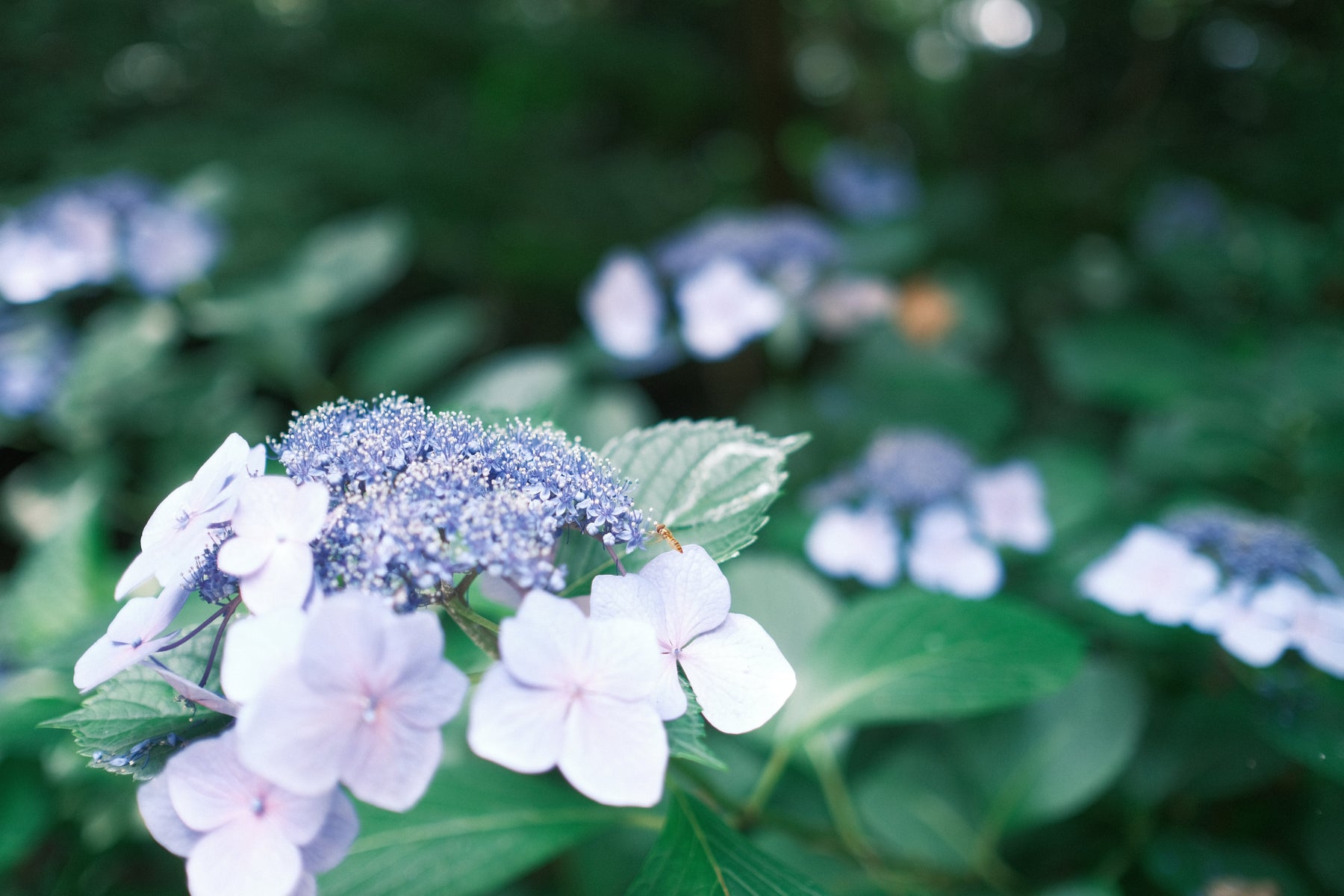 My Accidental Journey Into Photography