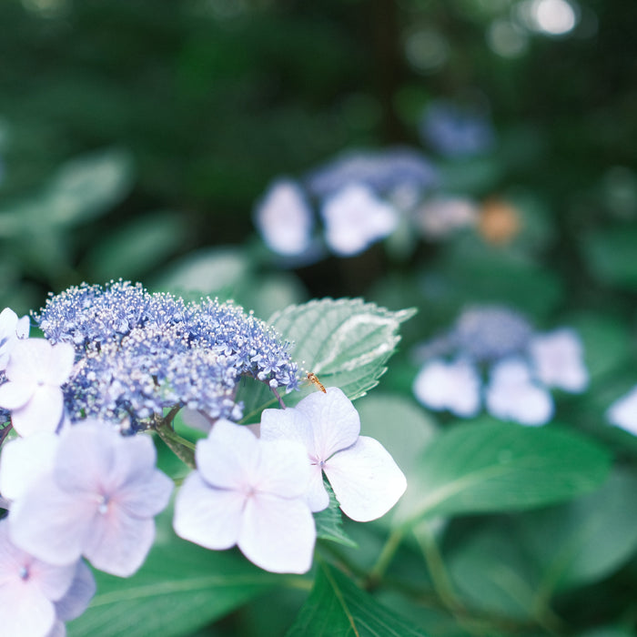 My Accidental Journey Into Photography