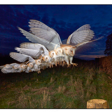 Shooting Owls with the ELC Pro HD by Alex Ray