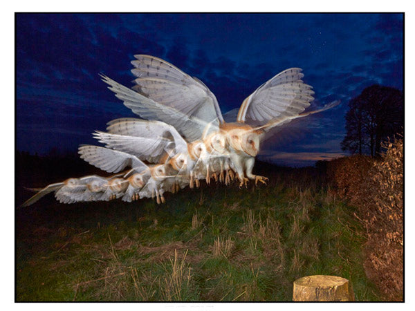 Shooting Owls with the ELC Pro HD by Alex Ray