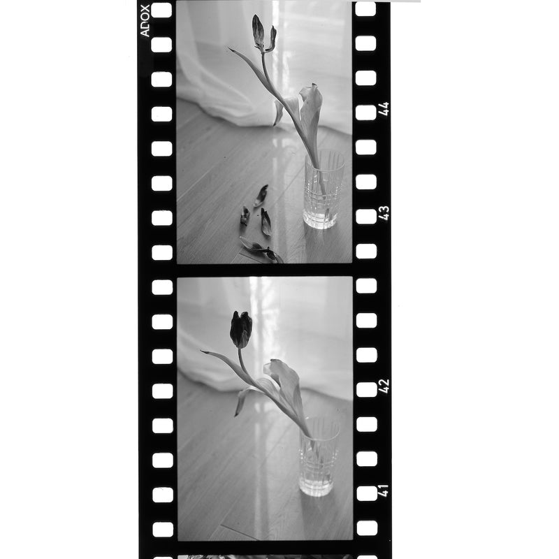 Adox Scala 50 36-Exposure 35mm Black & White 135 Film