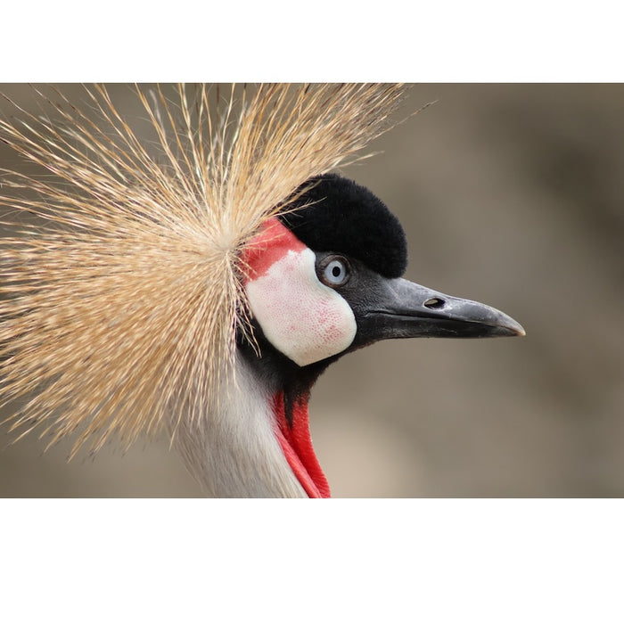 Canon RF 75-300mm f/4-5.6 Lens