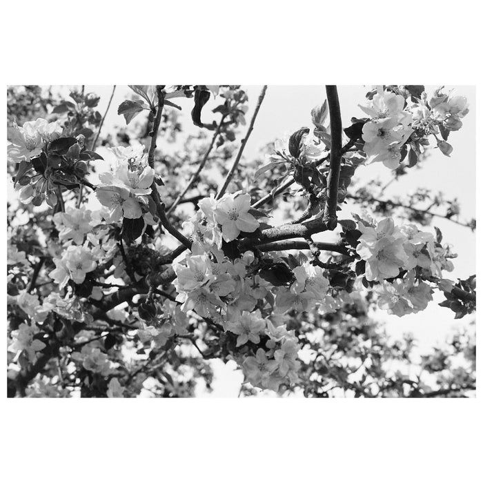 Adox CHS 100 II 36-Exposure 35mm Black & White 135 Film