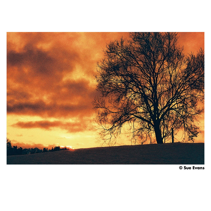 Harman Red 125 36-Exposure 35mm Redscale 135 Film