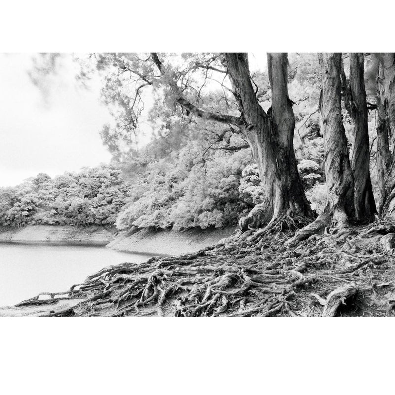 Rollei Infrared 400 36-Exposure 35mm Black & White 135 Film
