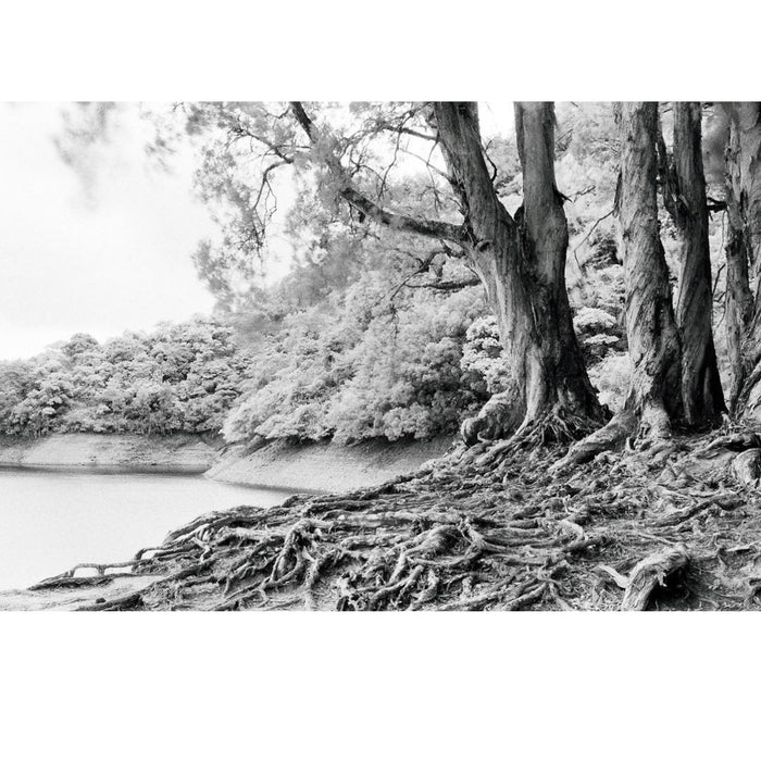 Rollei Infrared 400 36-Exposure 35mm Black & White 135 Film