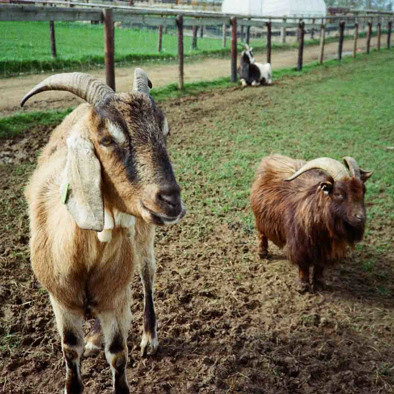 Kodak UltraMax 400 36-Exposure 35mm Colour Negative 135 Film
