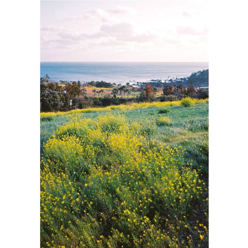 Lomography Color Negative 400 36-Exposure 35mm 135 Film (3-Pack)