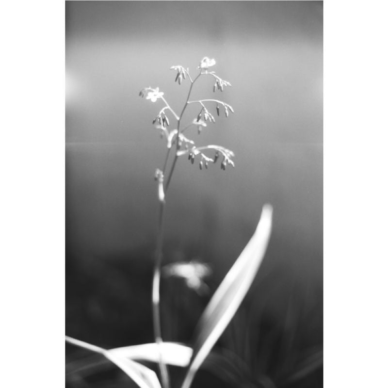 Lomography Babylon 13 Kino 36-Exposure Black & White 35mm 135 Film
