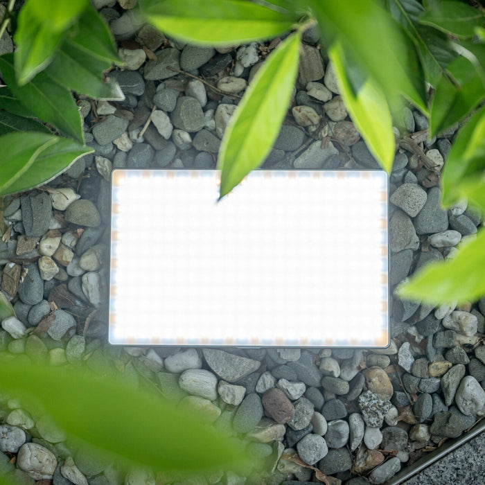 Newell Rangha Max XL RGB-W LED Light