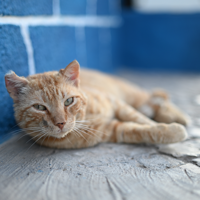 Nikon Nikkor Z 50mm f/1.4 Lens