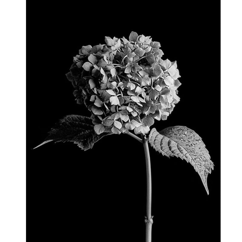 Rollei Ortho 25 Plus 36-Exposure 35mm Black & White 135 Film