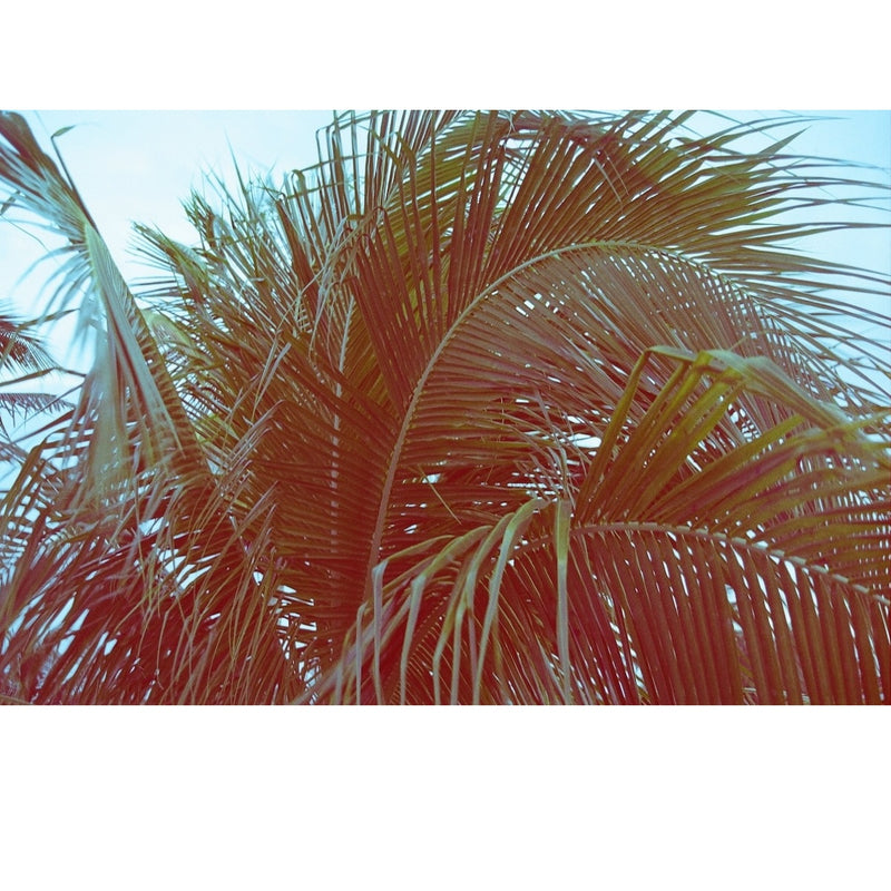 Revolog 600nm 400 36-Exposure 35mm Colour Negative 135 Film