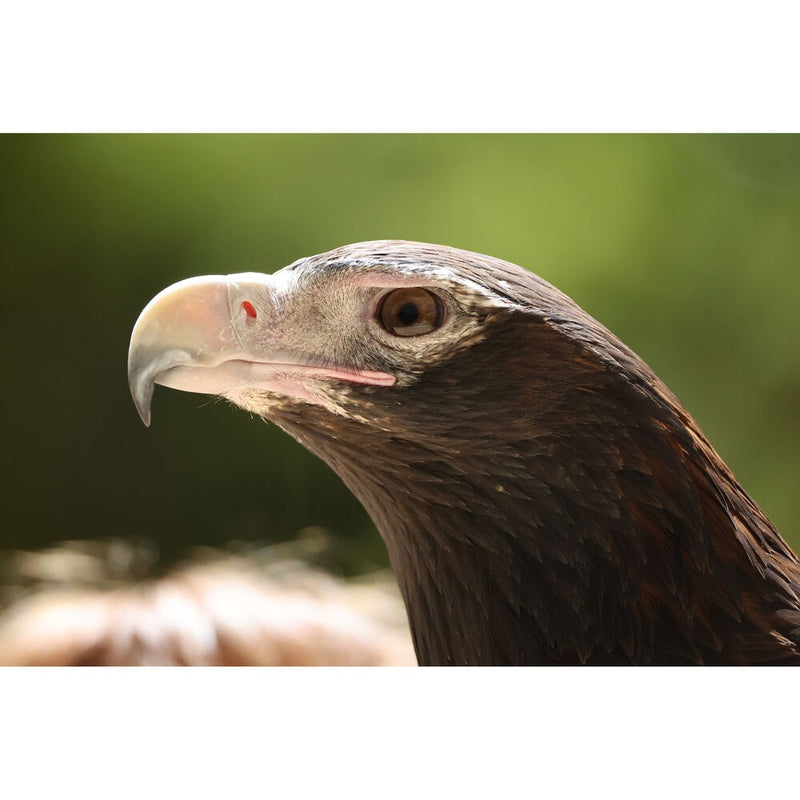 Canon RF 200-800mm f/6.3-9 IS USM Lens