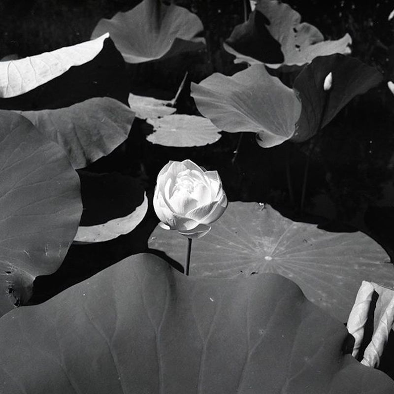 Rollei Retro 400S Black & White 120 Roll Film