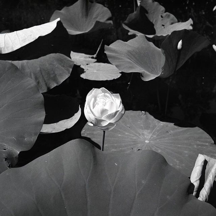 Rollei Retro 400S Black & White 120 Roll Film