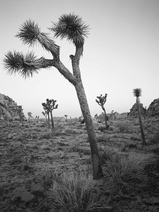 Kodak Professional Ektapan 400 35mm B&W Film 36 Exp