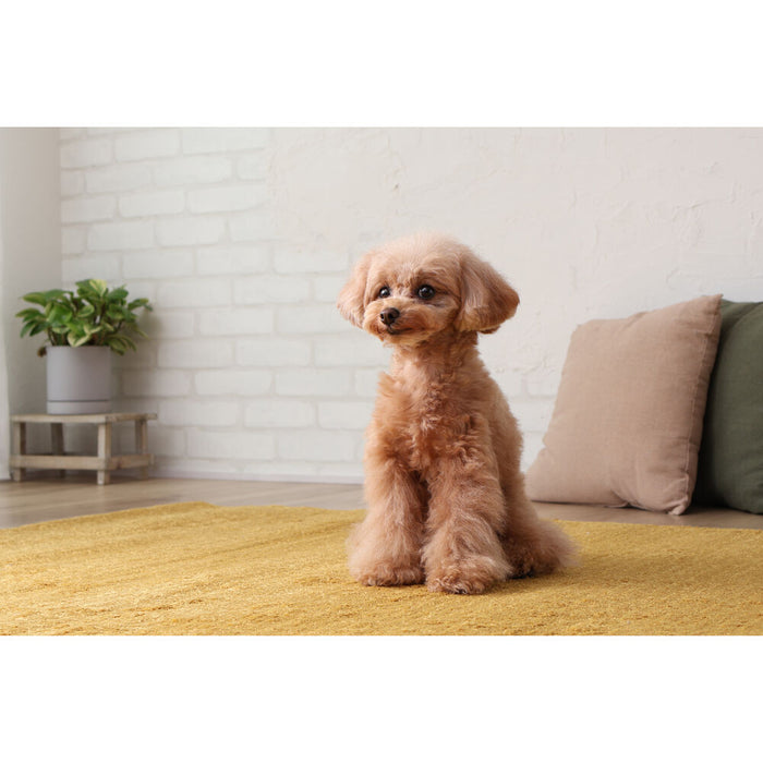 Canon RF-S 18-45mm f/4.5-6.3 IS STM Lens