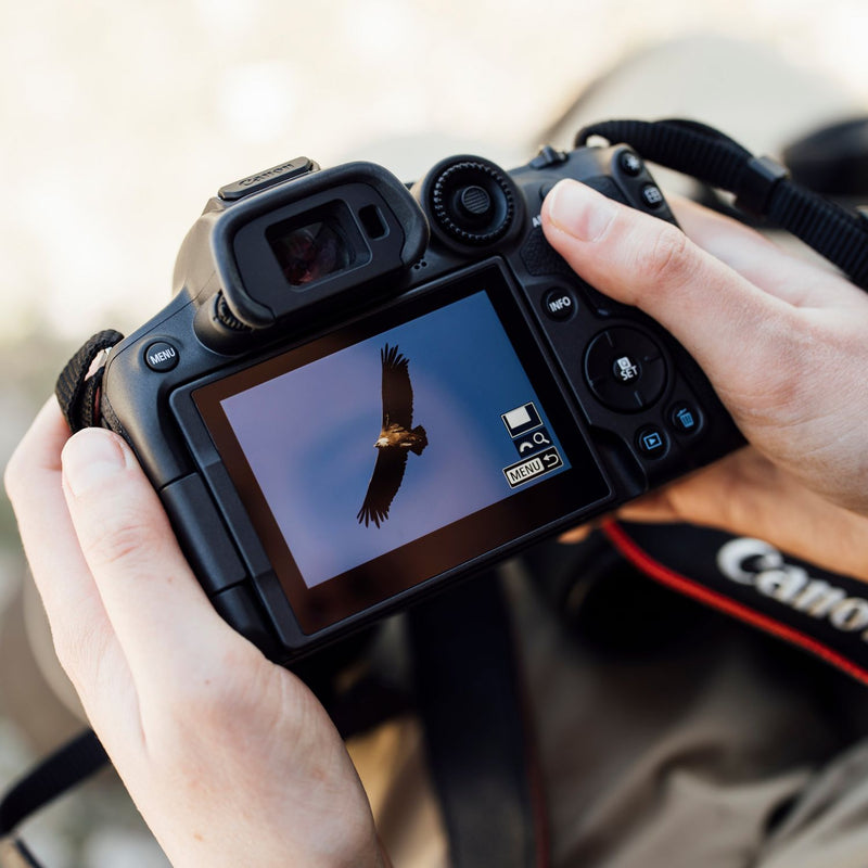 Canon EOS R7 APS-C Mirrorless Camera Body